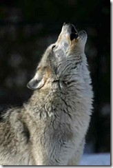 Gray wolf howling